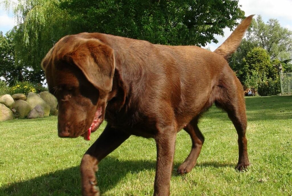 Evita – Gallentiner Labrador