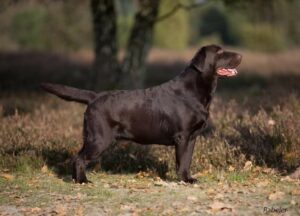 B-Wurf – Gallentiner Labrador