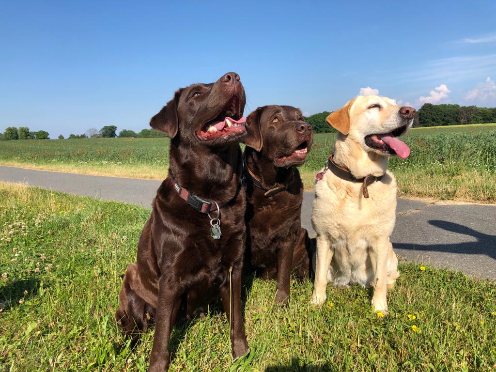 Gallentiner Labrador