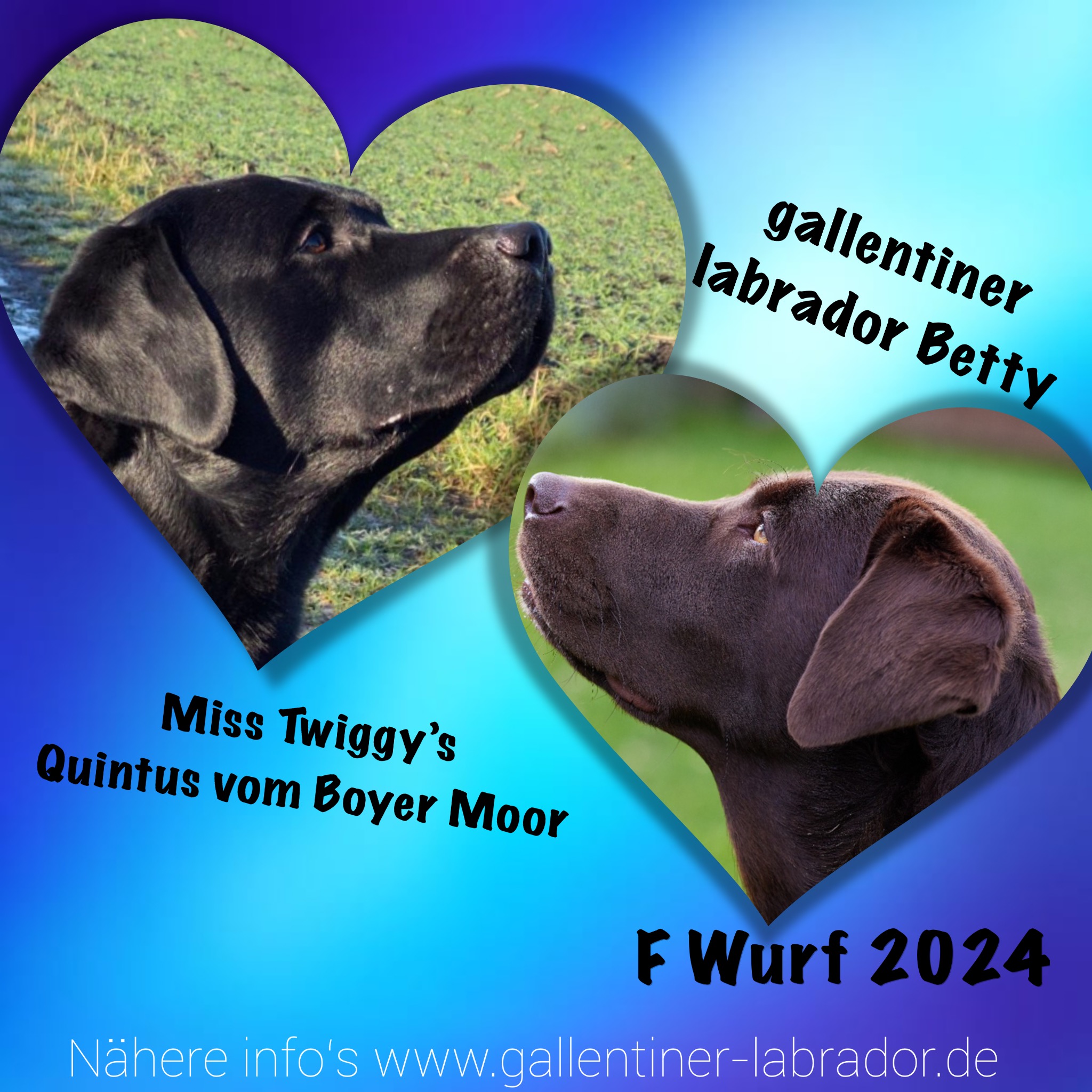 Gallentiner Labrador